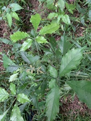 Vitex quinata