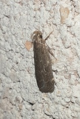 Helcystogramma melantherella