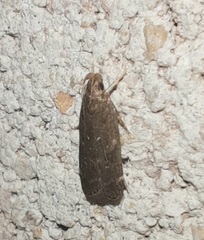 Helcystogramma melantherella