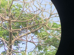 Notharchus hyperrhynchus image