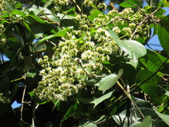 Koanophyllon monanthum