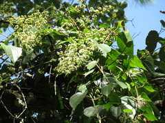 Koanophyllon monanthum