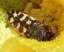Acmaeodera bowditchi