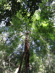 Cyathea costaricensis