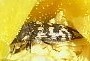 Acmaeodera bowditchi