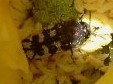 Acmaeodera bowditchi