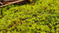 Syntrichia antarctica