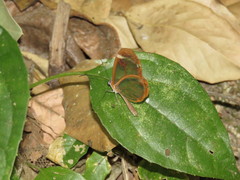 Greta morgane morgane