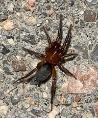 Gnaphosa sericata