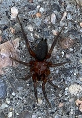 Gnaphosa sericata