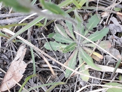 Crucihimalaya bursifolia
