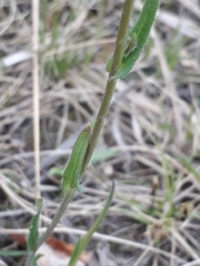 Crucihimalaya bursifolia
