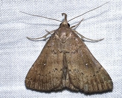 Hypenula cacuminalis