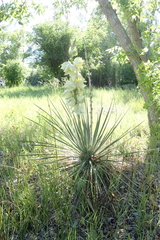 Yucca glauca