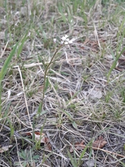 Crucihimalaya bursifolia