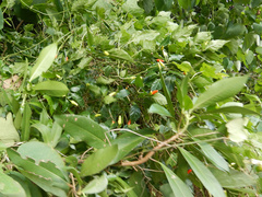 Capsicum frutescens