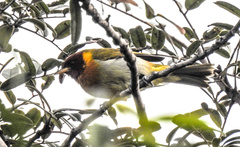 Hemithraupis ruficapilla