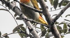 Hemithraupis ruficapilla