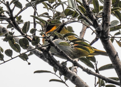 Hemithraupis ruficapilla