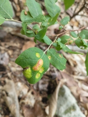 Exobasidium maculosum