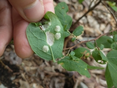 Exobasidium maculosum