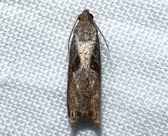 Episimus tyrius
