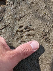 Marmota flaviventris