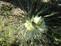 Yucca glauca