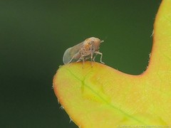 Pareuidella avicephaliforma