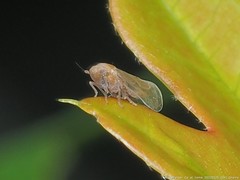 Pareuidella avicephaliforma