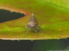 Pareuidella avicephaliforma