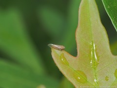 Pareuidella avicephaliforma