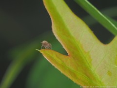 Pareuidella avicephaliforma