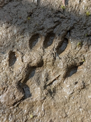 Marmota flaviventris