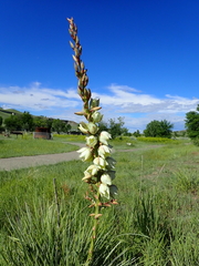 Yucca glauca