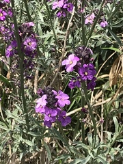 Erysimum linifolium