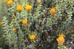 Stangeella cyaniventris