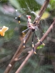 Trichonephila clavipes image