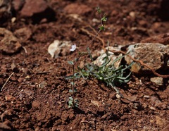 Hesperolinon drymarioides