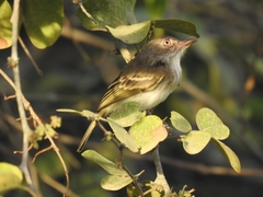 Hemitriccus margaritaceiventer