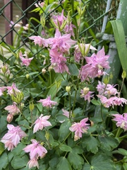 Aquilegia vulgaris
