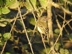 Hemitriccus margaritaceiventer