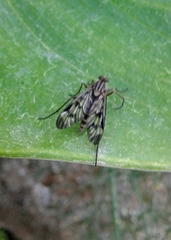 Rhagio atlanticus