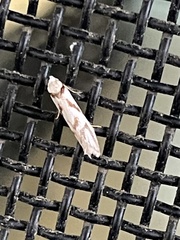 Epithymema incomposita
