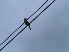 Nystalus radiatus image