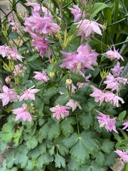 Aquilegia vulgaris