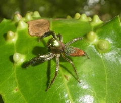 Colopsus