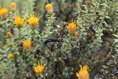 Stangeella cyaniventris