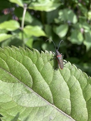 Desmocerus aureipennis