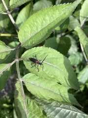 Desmocerus aureipennis